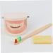 Buy Educational Dental Toys for Kids | Interactive Tooth Models for Early Dental Education - Buy Online on GoSupps.com