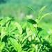 100g (0.22LB) Ta wan hautes montagnes Jin Xuan Oolong th Tiguanyin vert th Oolong th vert - Buy Online on GoSupps.com