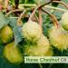 Horse Chestnut Oil Pure and Natural Oil | Firm Skin Skin Hydration Skin Toning Cosmetic Grade Hair Care and DIY Purpose - 15 ML Horse Chest Nut Oil 15 ml (Pack of 1) - Buy Online on GoSupps.com