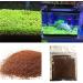 Haloppe 500 Aquarium Plant Seeds - Ideal for Home Garden & Water Decor | Perfect for Aquariums & Front Gardens - Buy Online on GoSupps.com