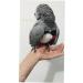 Zonfer Handmade Bird Clothes | Parrot Diaper Napkin Suit for Small Parrots & Cockatiels | Gentle & Classy Outfit - Buy Online on GoSupps.com