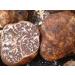 Buy Truffle Butter with White Tuber Borchii Vitt - 80g | Gourmet Culinary Delight for Risotto Pasta & Starters - Buy Online on GoSupps.com