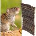 FDIT Wooden Bridge for Small Animals Arch Ladder for Hamsters Guinea Pigs Chinchillas & Ferrets - Perfect Cage Decoration - Buy Online on GoSupps.com