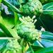 PURE FIJI Hydrating Body Lotion - Organic Noni Body Lotion 12 oz - 1 Pack - Buy Online on GoSupps.com