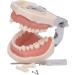 28/32 Teeth Model Dental Care Model Denture Teaching Model Teeth Model Mouth Model Speech Therapy Tooth Model for Dental Student Practice Teeth with A Small Screwdriver - Buy Online on GoSupps.com