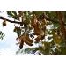 3 Pound (1362 grams) Sweet tamarind dried fruit from Yunnan China. - Buy Online on GoSupps.com