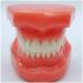 DYTAH Teeth Model For Adult Standard -Typodont -Demonstratio -Teaching Study For Studies (Teeth Are Not Loose)