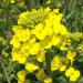 200 Seeds/Packs Plants in potio Yellow Flourishing of The Oil Oil rapeseed Edible rapeseed - Buy Online on GoSupps.com