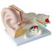 Human Ear Anatomical Enlargement Model Detachable Ear Model Ear Structure Model Inner Ear Labyrinth Suitable for Medical Teaching