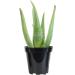 Live Aloe Vera Succulent Plant in 3.5 Inch Pot by Plants for Pets - Indoor House Plant - Buy Online on GoSupps.com