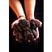 La Rustichella Whole Black Truffles 60g - Buy Online on GoSupps.com