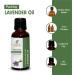 Lavender Essential Oil 15 ML | 100% Pure & Natural Therapeutic Grade Lavandula Officinalis | Uncut & Undiluted Oil for Aromatherapy - Buy Online on GoSupps.com
