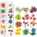 Multi-Colored Dried Flower Nail Art Set - 3 Boxes for Resin Jewelry & DIY Crafts - Buy Online on GoSupps.com