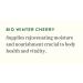 Biotique Winter Cherry Rejuvenating Body Nourisher 190ml | Buy Internationally | Natural Skin Care - Buy Online on GoSupps.com