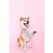 Unique Style Paws Pink Silk Dog Halison Band - Durable & Elegant Wedding Accessory for Medium Dogs - Buy Online on GoSupps.com