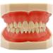 Ernzi Dental Training Model for Demonstration - Adult Teeth with Removable Screwdrivers | International Shipping Available - Buy Online on GoSupps.com