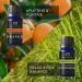 Radha Beauty Top 8 Essential Oils Gift Set - Pure Therapeutic Grade for Diffusers, Massage & Aromatherapy - Skin & Hair Care - Buy Online on GoSupps.com