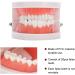 Teeth Model & Denture Gums 28Pcs - Standard Adult Teaching Tool | International Shipping - Buy Online on GoSupps.com
