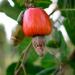 Botanica Raw Whole Cashews 24 oz - Organic, Crunchy, Unsalted, Vegan - Keto & Paleo Friendly - 1.5 lb Pack - Buy Online on GoSupps.com