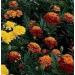 50 Semi Marigold Janie Mix French Marigold