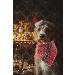 Lionheart Glory Dog Haller Washable Soft Cotton Christmas Neckerchief for Large Dogs | Adjustable Green & Red Kerchief | Perfect Holiday Accessory (1 Pack) - Buy Online on GoSupps.com