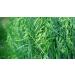 Buy Indigo Herbs Bio Hafer Bran 1kg - Premium Organic Oat Bran for Healthy Living | International Shipping Available - Buy Online on GoSupps.com