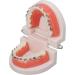 Buy Typodont & Demonstration Tooth Model | Educational Dental Training Tools for Labs - Buy Online on GoSupps.com