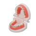 Orthodontic tooth model with orthodontic metal brackets for the teaching research laboratory