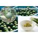 Japan Premiums Green Yuzu Kosho 1.76 oz - Authentic Japanese Spicy Citrus Paste (MSG-Free) - Buy Online on GoSupps.com