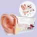 Scientific Research Human Ear Model 5 Times Life-Size Model with 6 Parts Showing Major Regions of The Ear Teaching Supplies - Buy Online on GoSupps.com