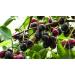 Jamun Seeds Powder 200g Organic non GMO Indian blackberry powder - Buy Online on GoSupps.com