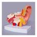 Anatomical Structure of Human Ear Model of Human Ear Ear Canal Ear Outside The Middle and Inner Ear Hearing ENT Medicine