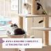 Feliway ADAPTIL Calm - Anti-Stress pour Chats - Recharge - 1 x 48 ML - Buy Online on GoSupps.com