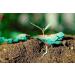 Earth Shapes Seed Paper Packs - Blue Green - 25 Shapes - Bloomin - Buy Online on GoSupps.com