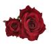 SOLUSTRE Flower Hairpin Rose Hair Clip Elegant Flower Bobby Pin Women Rose Flower Hair Accessories for Ladies Girls Valentines Day Decoration Wine Red