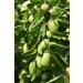 US Organic Jojoba Oil - 100% Pure Cold Pressed USDA Certified - 128 oz (1 Gallon) for DIY & Manufacturing - Buy Online on GoSupps.com