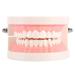 TYTOGE Standard Dental Model PVC Dental Teaching Study Standard Model Demonstration Teach children to brush their teeth