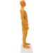 High-Quality Acupuncture Point Body Model - Exquisite Craftsmanship & Practical Accessories for Training - Buy Online on GoSupps.com