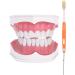 Tooth Model with Toothbrush - Standard Dental Cavity Demonstration for Oral Hygiene Education | Perfect for Hospitals & Kindergartens - International Shipping - Buy Online on GoSupps.com