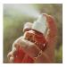 Being Frenshe - Hair and Body & Linen Mist Body Spray and Hair Perfume - Solar Fleur - 5 Fl Oz - Buy Online on GoSupps.com