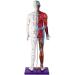 Male Human Body Model with Muscles for Pressure Acupuncture and meridians - Buy Online on GoSupps.com