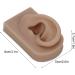 Flexible Brown Right Ear Model for Earrings Display and Acupuncture Training - Buy Online on GoSupps.com