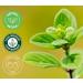 GreenHealth Marjoram Essential Oil 1 fl oz (30 ml) Glass Bottle 100% Pure - Buy Online on GoSupps.com
