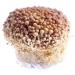 Golden Enoki Fresh 400g