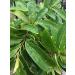 100 Soursop L.Eaves - Picked - G.rown Non GMO - Buy Online on GoSupps.com