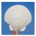 QICQDRAM 6PCS Large Scallop Shells Crafts 4''-5'' Large Shells Decoration, for Baking Shells, Crafts DIY Painting Beaching Wedding Decoration, Beach Natural Scallop Shells Bulk 4"-5" 6pcs
