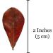 SunGrow Catappa Indian Almond Leaves - Create Tropical Rainforest Environment for Betta & Gouramis - Boost Health & Water Quality - 50 Leaves - Buy Online on GoSupps.com