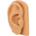 Flexible Silicone Right Ear Model | Waterproof Hearing Tool Display for Education - Buy Online on GoSupps.com