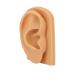 Soft Silicone Ear Model for Piercing Practice and Jewelry Display - Buy Online on GoSupps.com