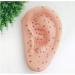 Acupuncture Ear Point Template - 40cm Acupuncture Ear Model - Large Point Figure Point Figure - for Medical Acupuncture and Meridian Points